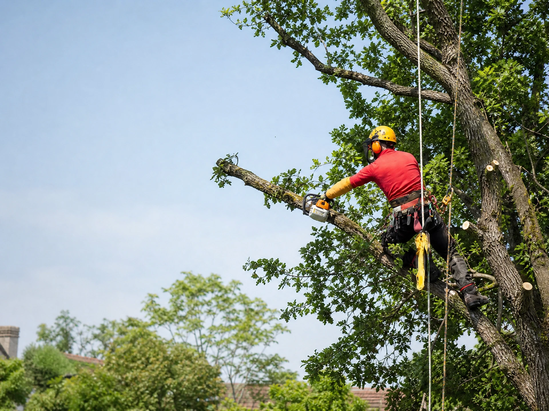 Élagueur équipé réalisant une taille d’arbre sur corde